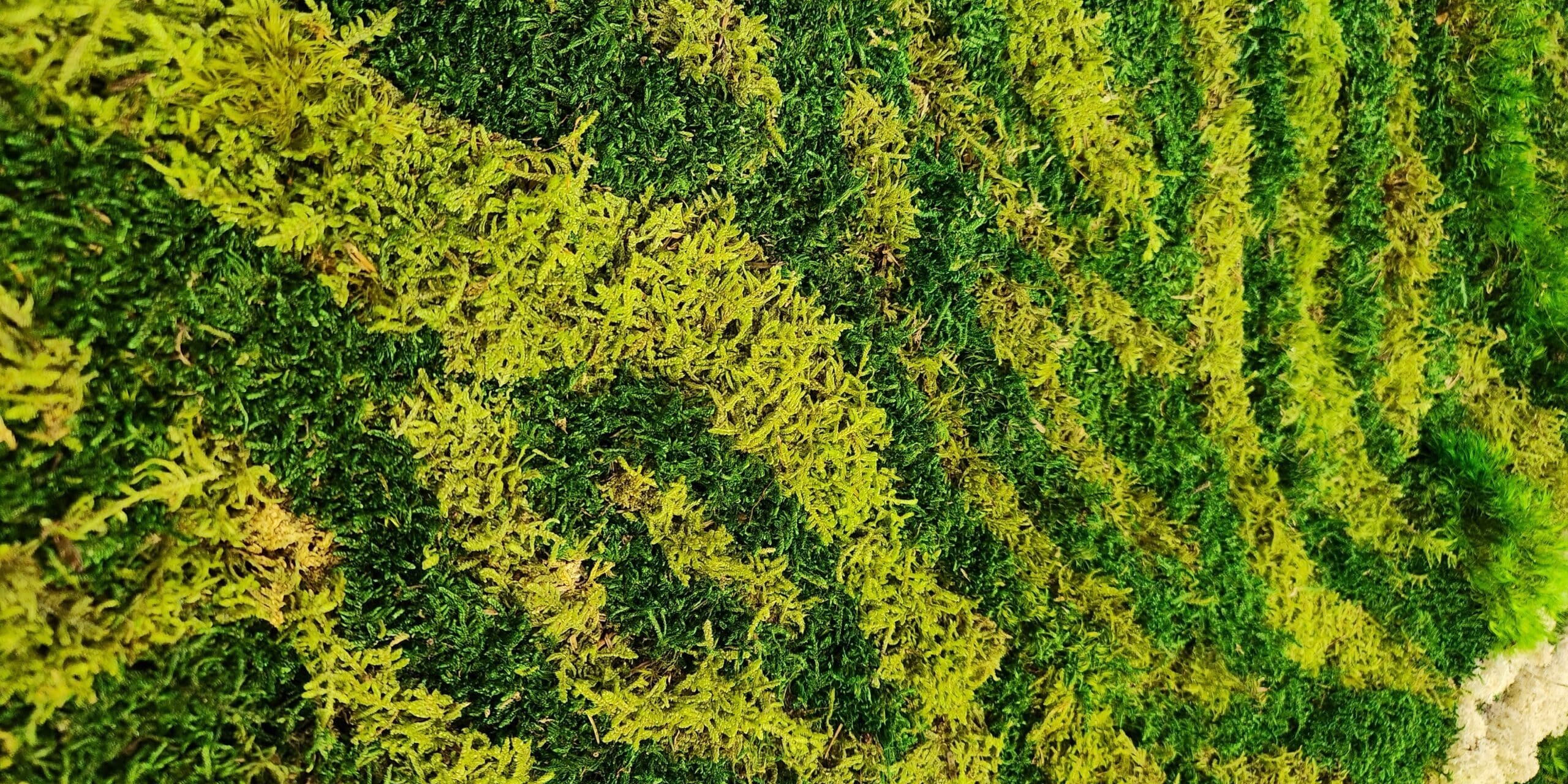 Sheet Moss Sheet Moss